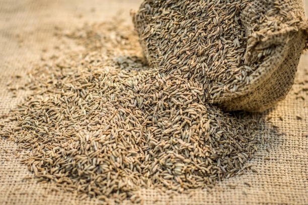 Raw organic cumin seeds,Cuminum cyminum in a gunny bag.