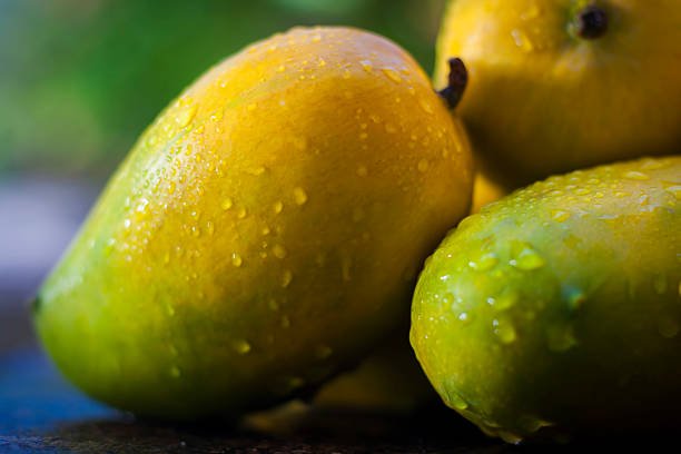 Popular Kesar Mangoes.with light green backround, isolated, selective focus, shallow depth of field, concept of food and taste